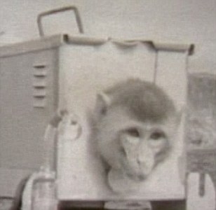 Videos De Experimentos Cientificos Con Animales