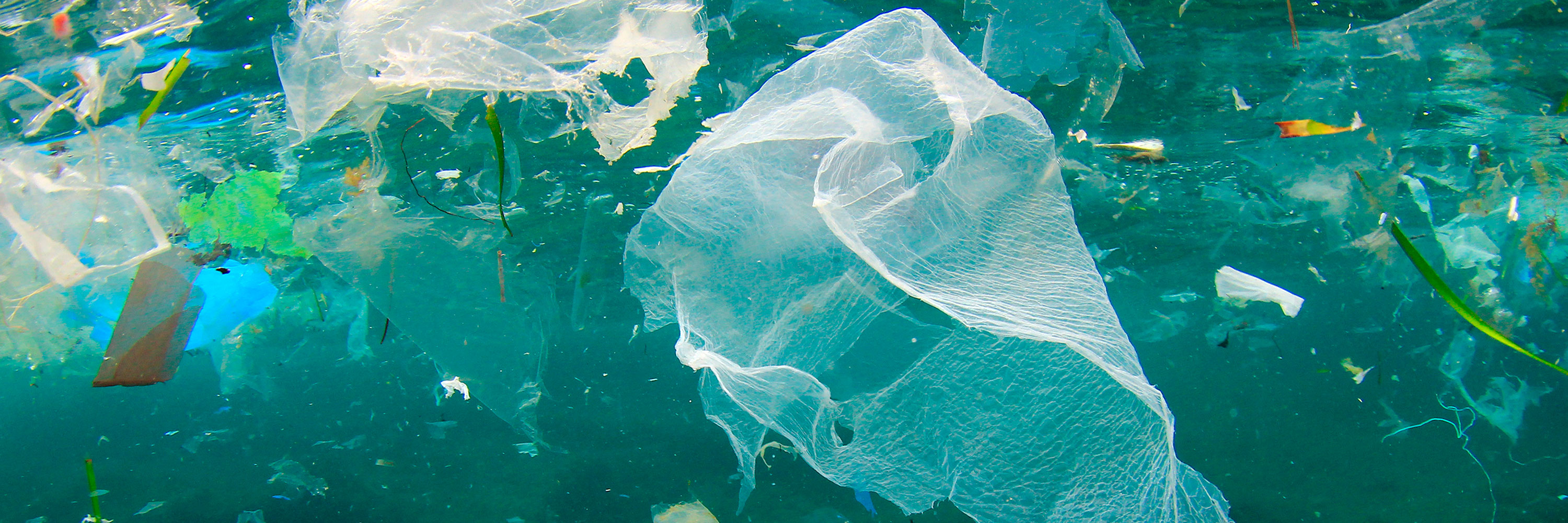mar lleno de plásticos afecta a los animales