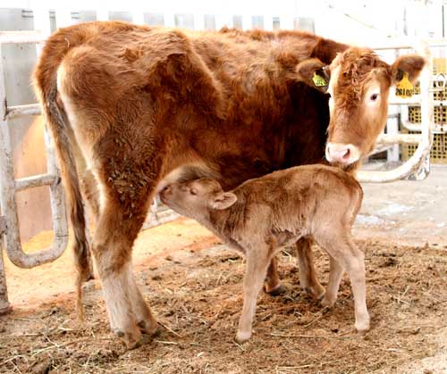 Vacas de raza Hanwoo