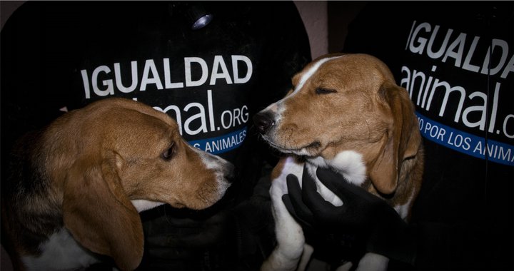 Fotos de los 36 beagles rescatados por simpatizantes de Igualdad Animal de un centro de cría para vivisección