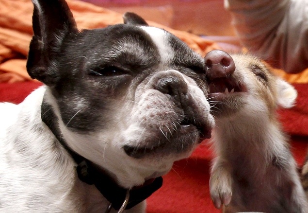 Bulldog adopta 6 cerditos de jabalí