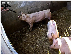 Cerdo matado de un disparo en Harling Farm