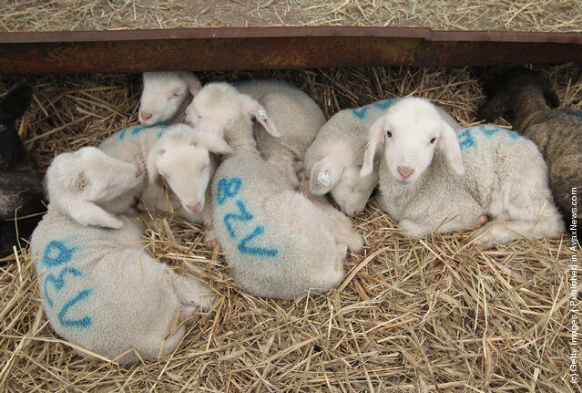 Corderos recién nacidos, numerados para matadero