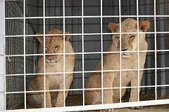 Un distrito zaragozano se declara “espacio libre de circos con animales” 1