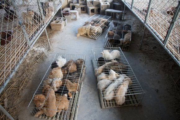 Cachorros en granja de cría Shandong (Jining)