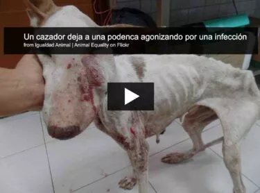 Un albergue denunciará a un cazador por dejar una podenca agonizando por una infección 3