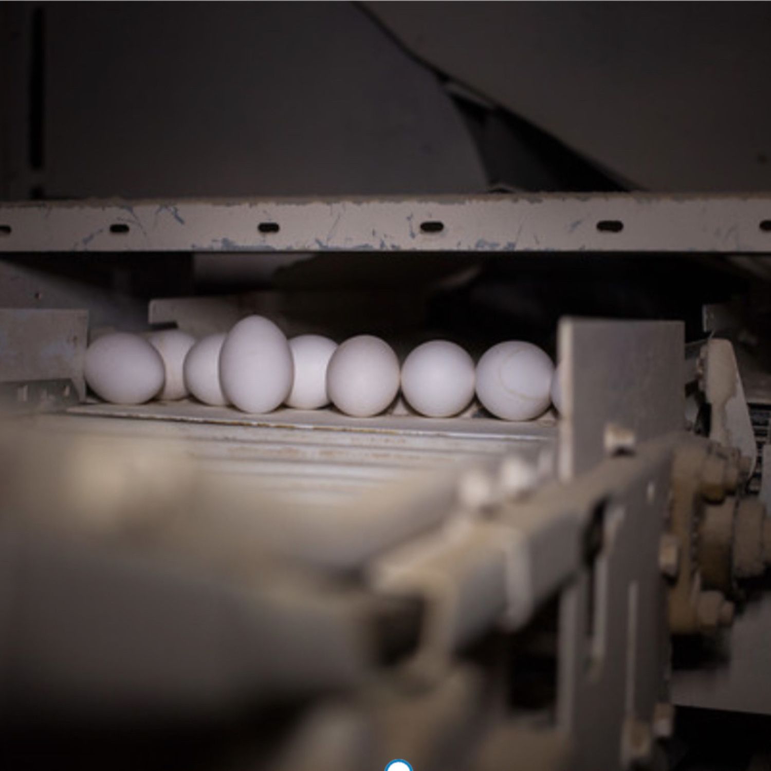 Huevos blancos sobre una máquina que los transporta.