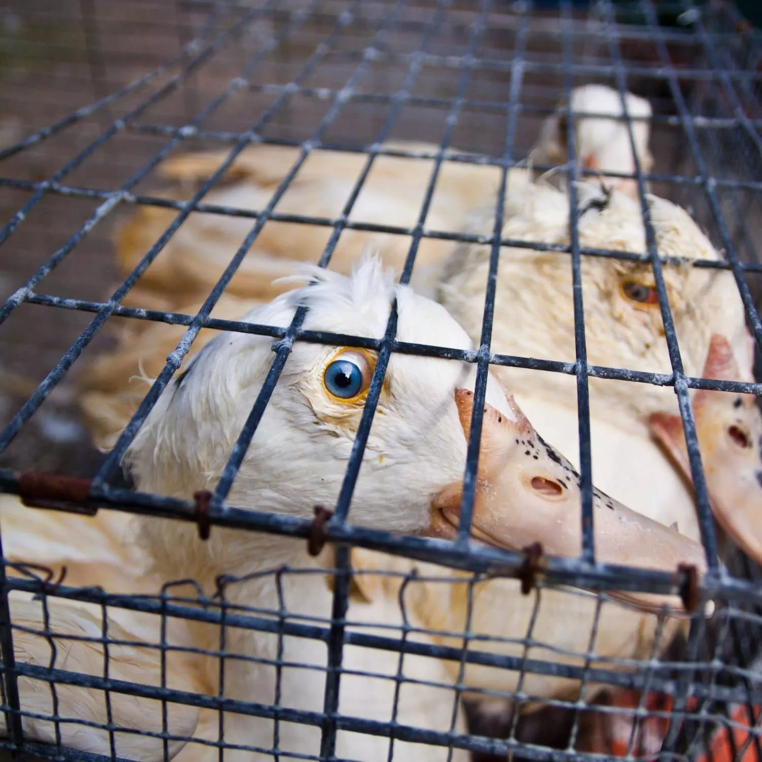 Siete fotografías que la industria del foie gras no quiere que veas