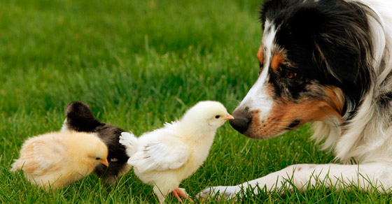 Valiente Artículos de primera necesidad pronto Por qué amamos a perros y gatos y nos comemos a vacas, cerdos y pollos? |  Igualdad Animal