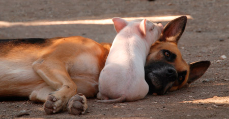Valiente Artículos de primera necesidad pronto Por qué amamos a perros y gatos y nos comemos a vacas, cerdos y pollos? |  Igualdad Animal