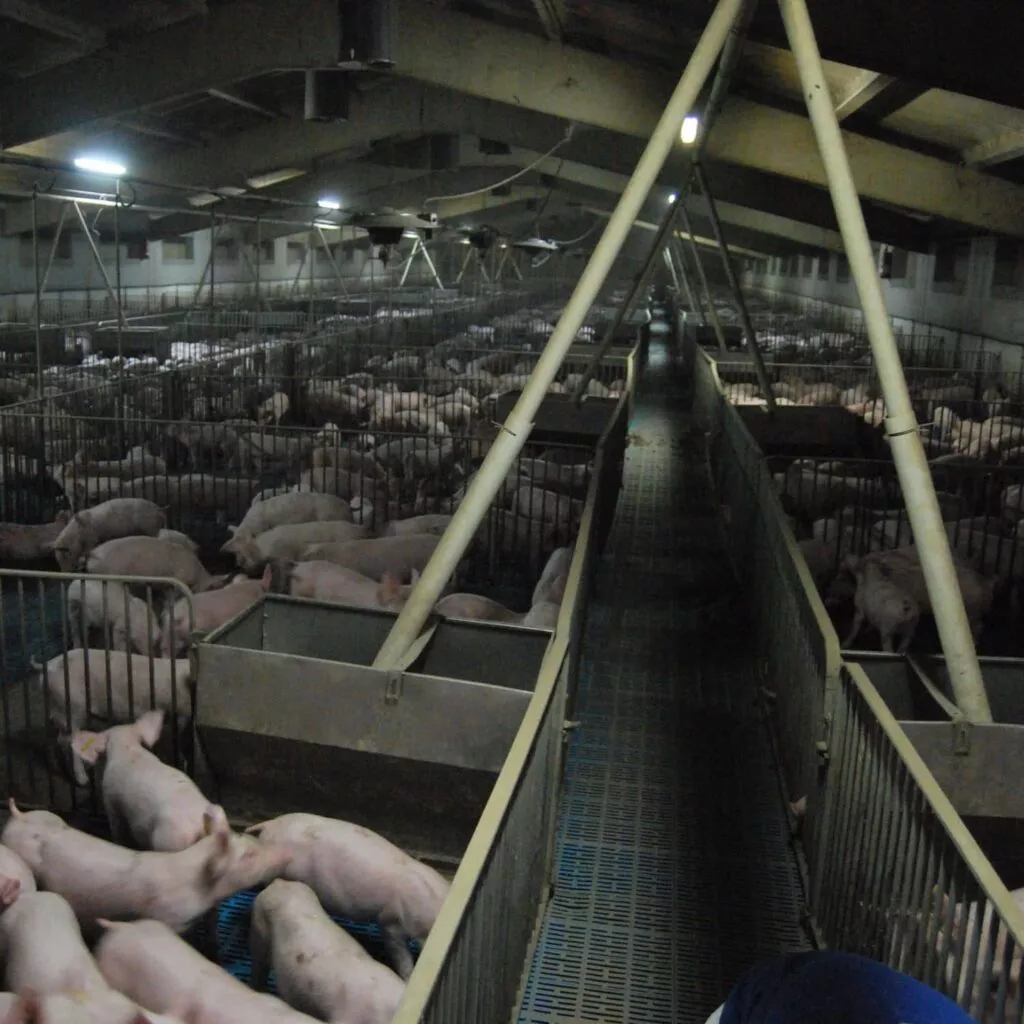 Cerdos dentro de corrales de engorde en una granja industrial durante una investigación de Igualdad Animal.