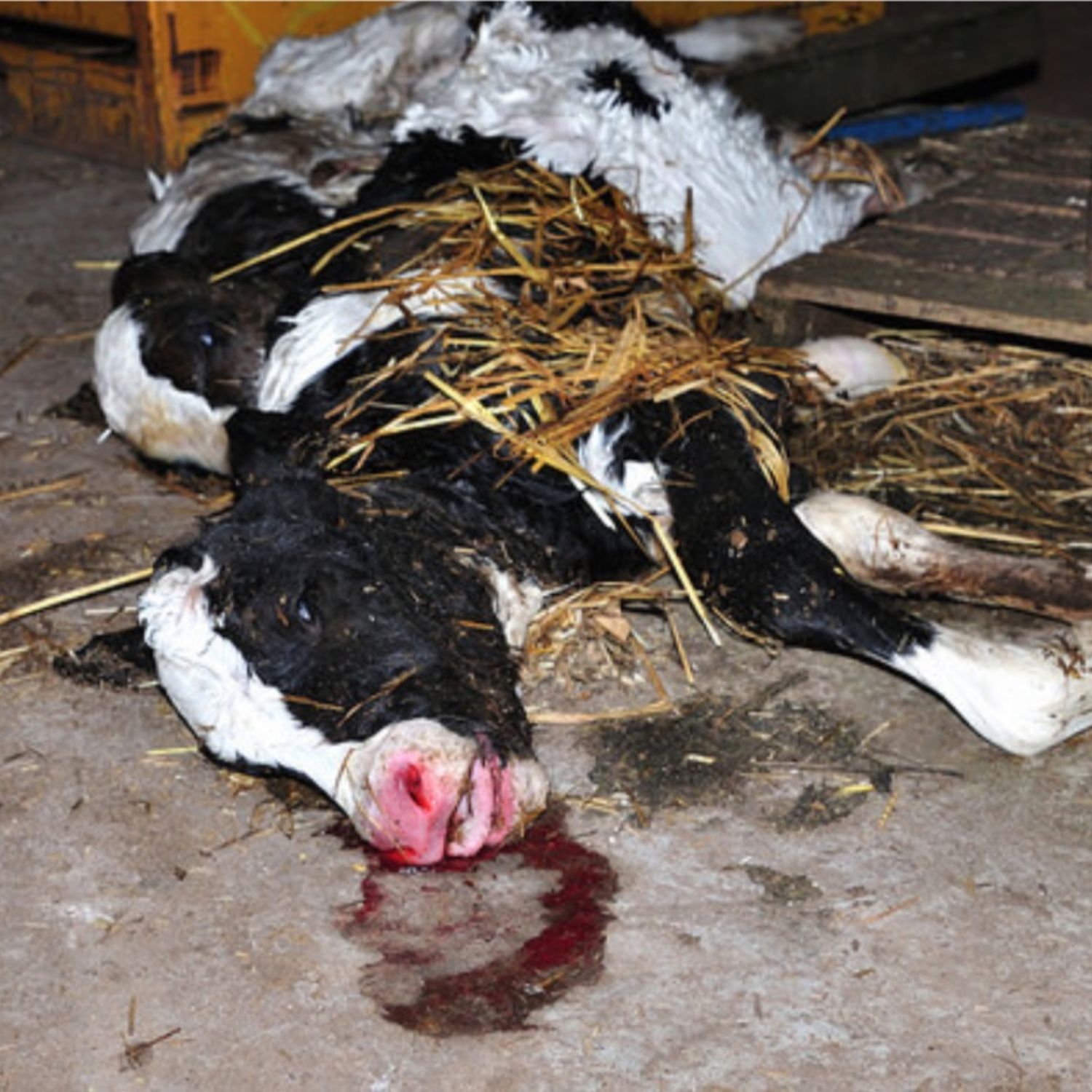 Dos terneros blanco y negro muertos en el suelo de una granja. A uno de ellos le sale sangre por la boca.