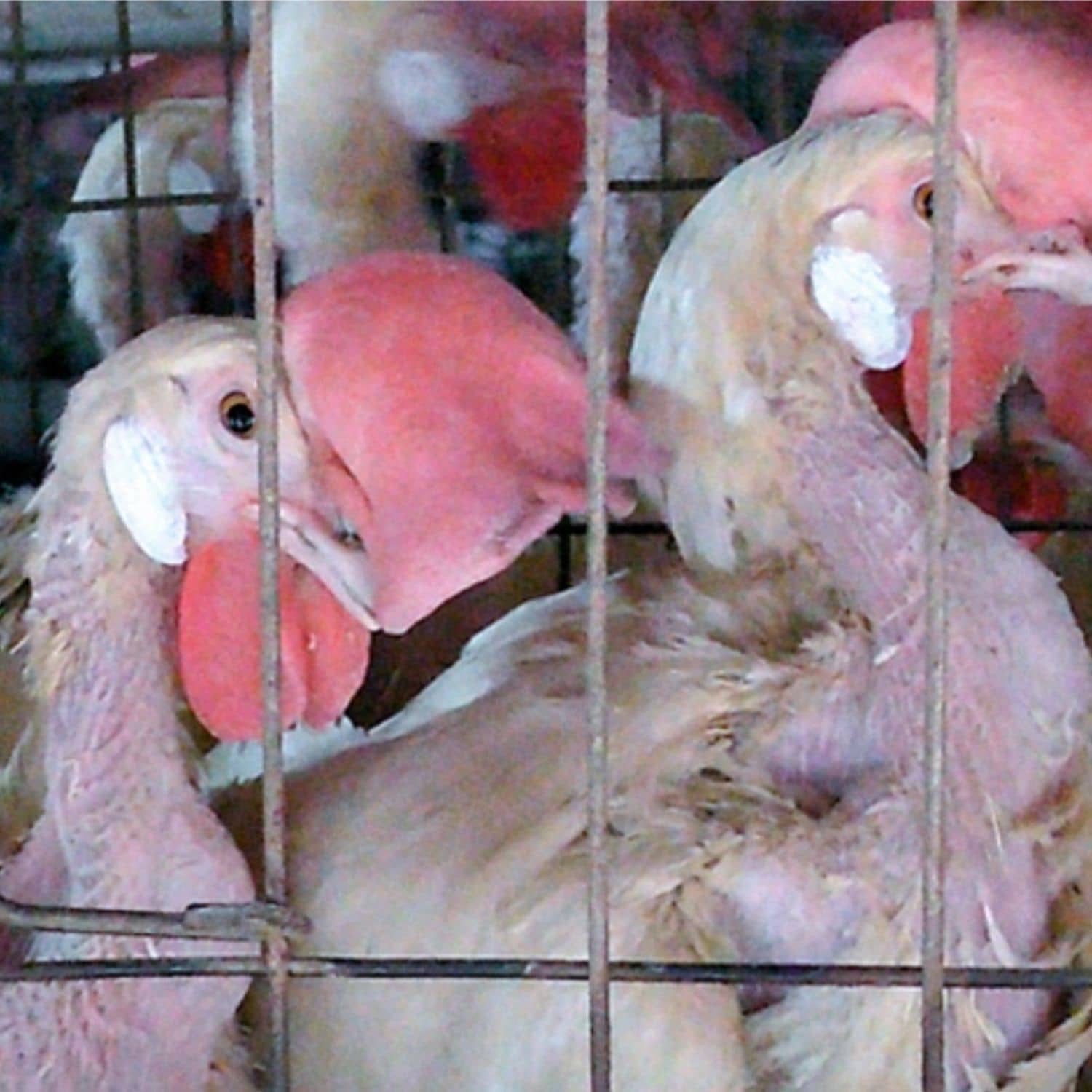 Gallinas hacinadas dentro de una jaula.