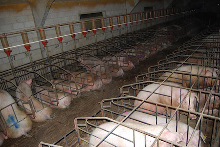 vida cerdas y lechones la industria porcina | Igualdad Animal