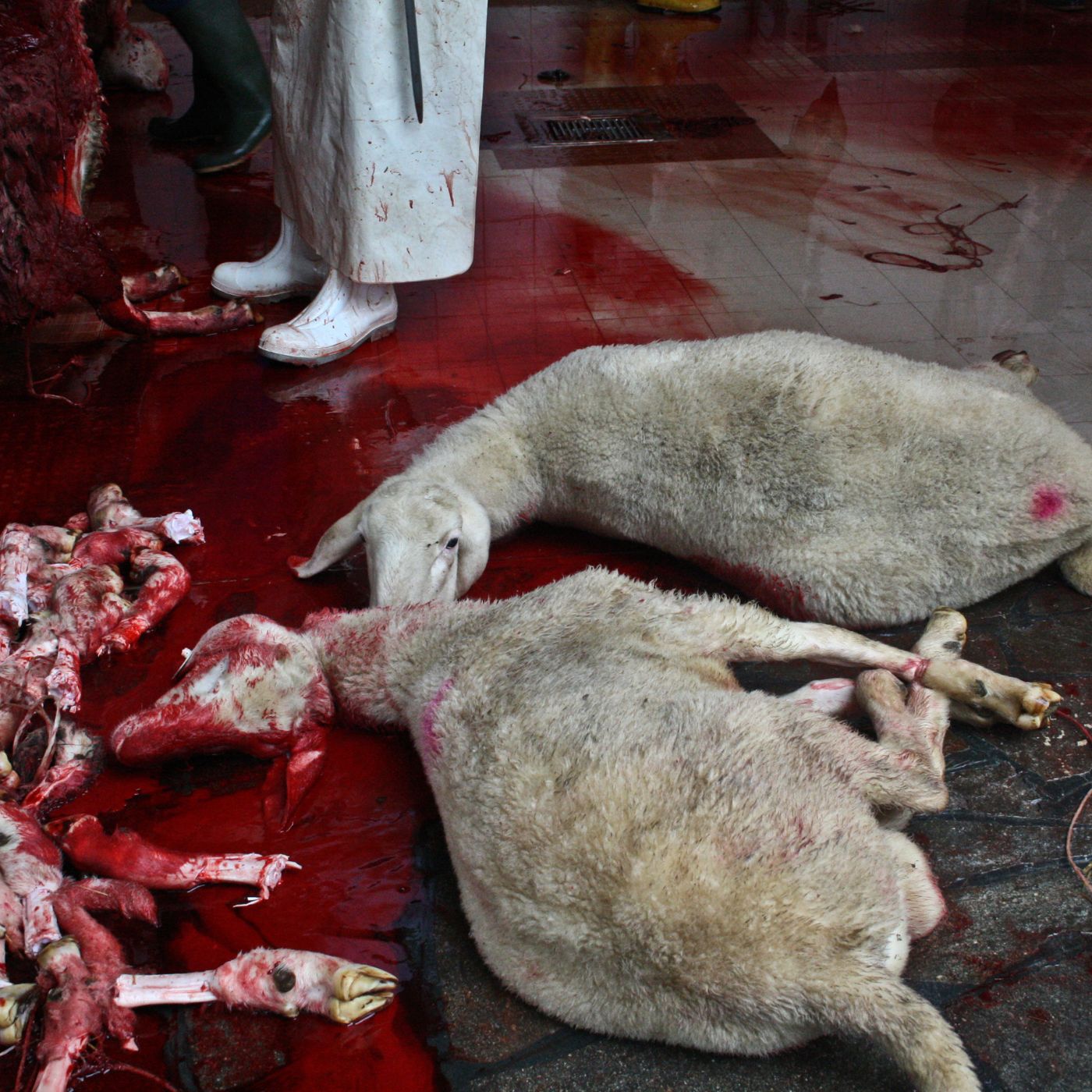 Corderos muertos en el suelo tras haber sido matados por el rito halal