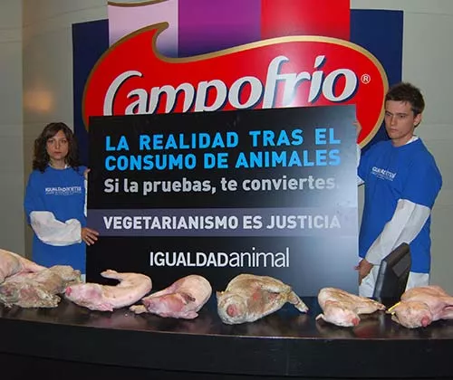 Activistas dentro de las oficinas de campofrío exponen cadáveres de cerdos con un cartel que dice "La realidad tras el consumo de animales"