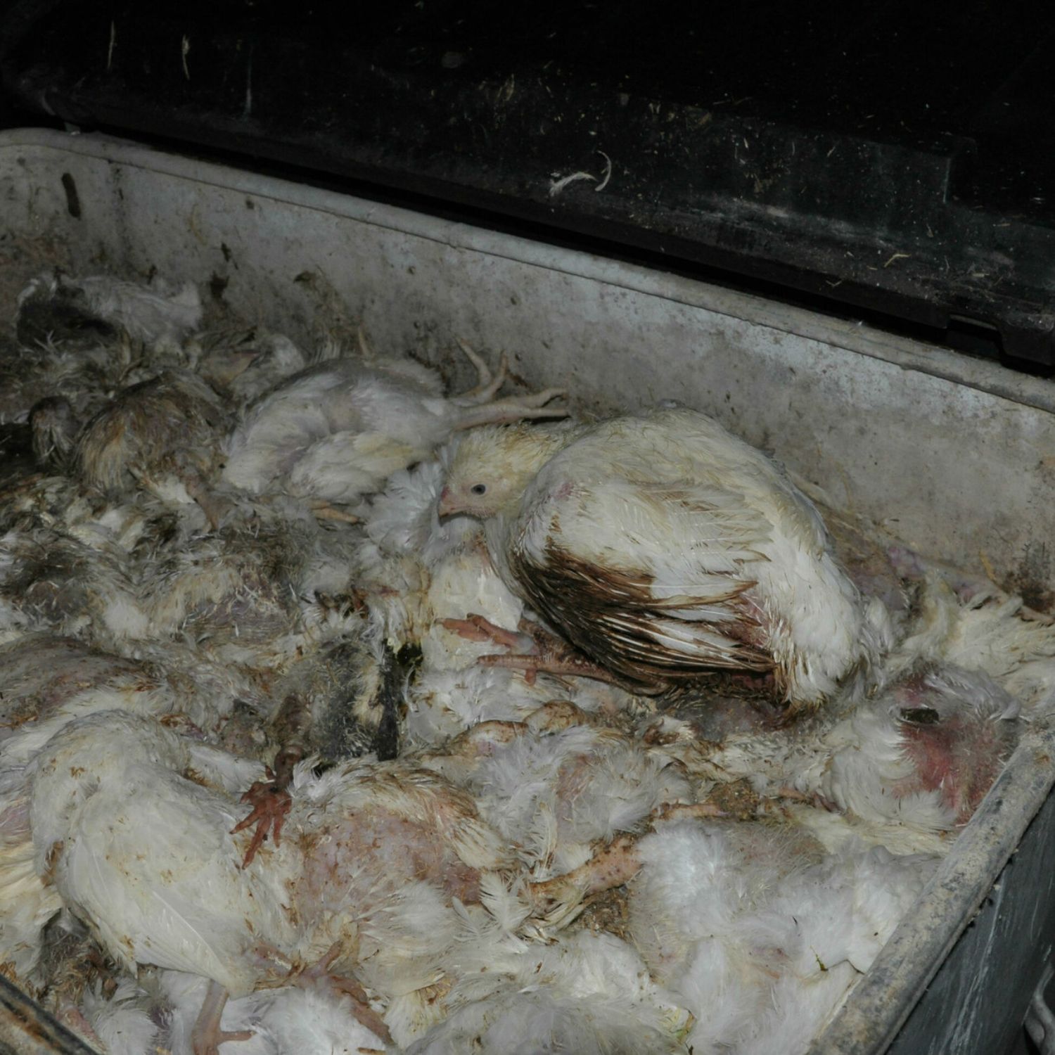 Un pollo blanco, vivo, sobre una pila de cadáveres de otros pollos dentro de un contenedor.