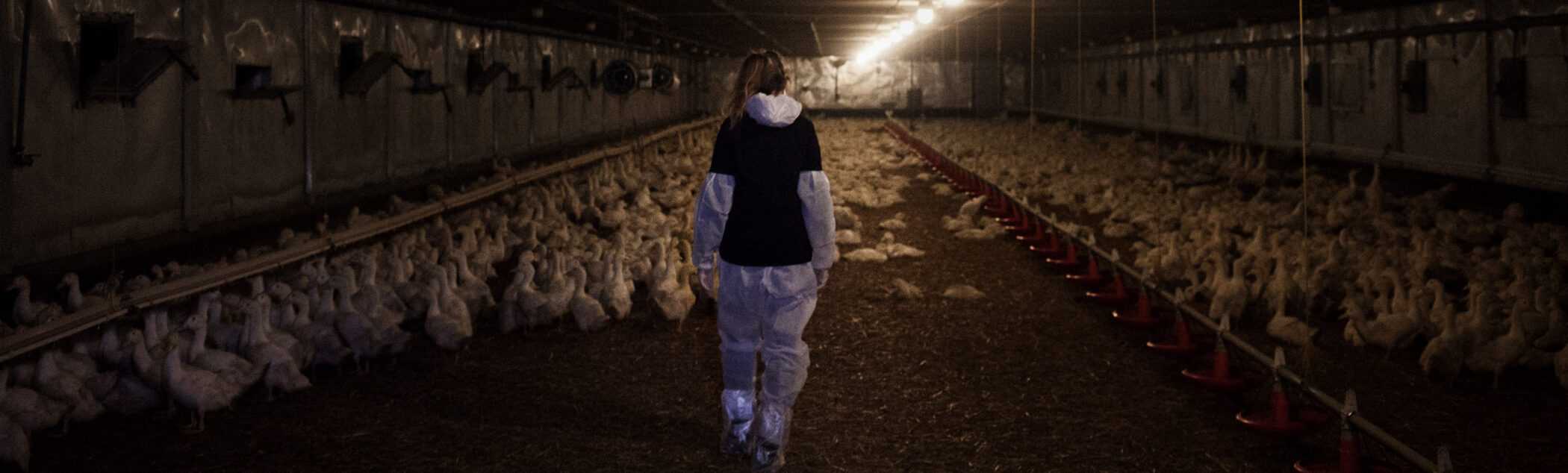 ¿Qué siento al grabar en una granja industrial? | Igualdad Animal