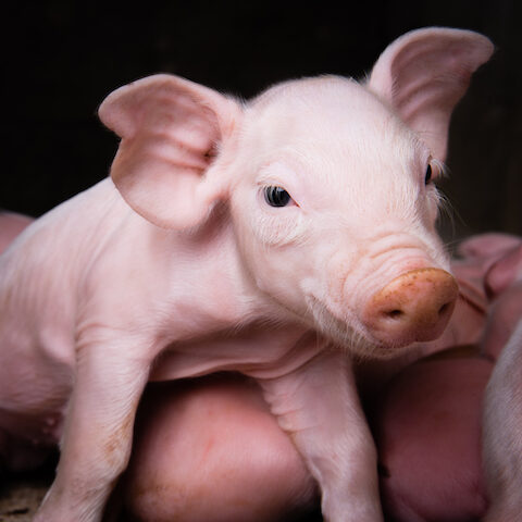 Cinco Motivos Para Amar A Los Cerdos Igualdad Animal