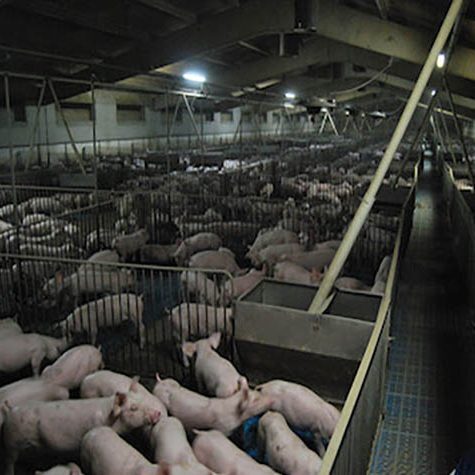 El corte de cola: el sufrimiento ilegal de los cerdos italianos | Igualdad Animal El corte de cola: el sufrimiento ilegal de los cerdos italianos | Igualdad Animal