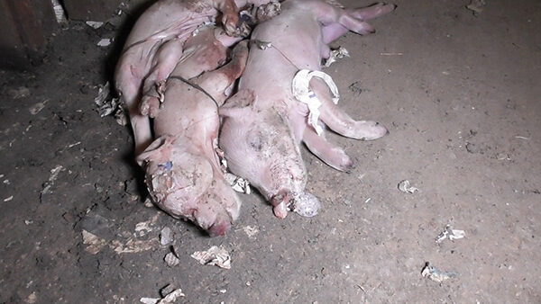 cerdos, maltrato, industria, red tractor, rosebury farm, igualdad animal