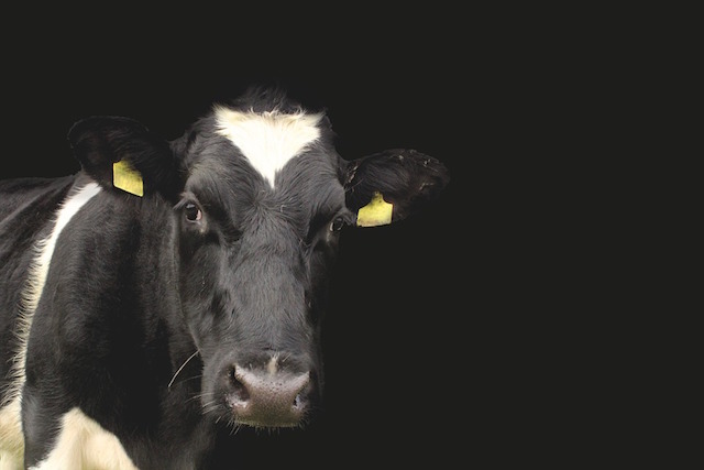 Vaca escapa del matadero y da a luz en un refugio
