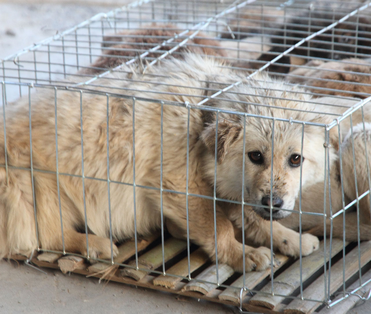 acumular Íncubo Ganar Investigación carne de perro en China | Igualdad Animal