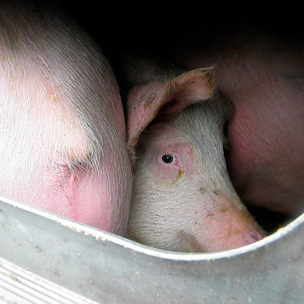 cerdos, transporte, animales, vivos, sanciones, unión, europea