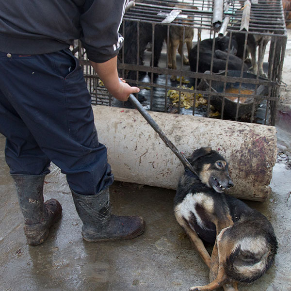 Miles de perros y gatos asesinados en el macabro Festival de Yulin ...