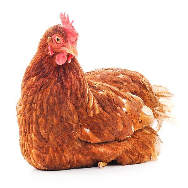 logo Animal Equality