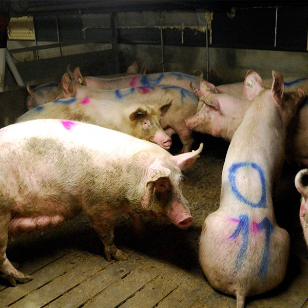 logo Animal Equality