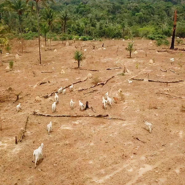 El Amazonas arde para alimentar a la industria ganadera