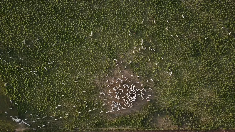 Vista con dron del Amazonas que se muestra con muy poco vegetal y con ganado pastando