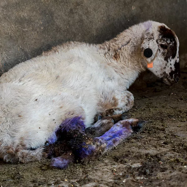 Cordero herido y atado de las patas traseras está tumbado con la cabeza baja y manchado de heces