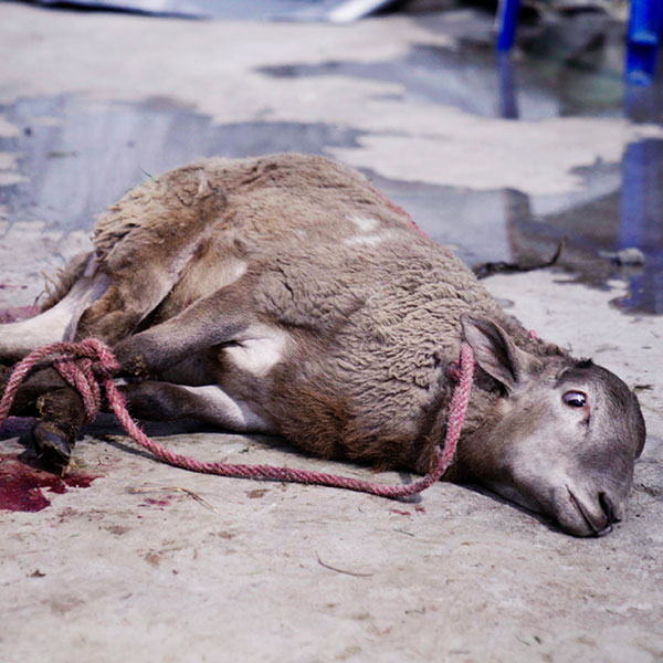 Foto de la investigación de Igualdad Animal en México en las matanzas ilegales que se realizan en las casas y mataderos clandestinos. Aparece un cordero atados de todas las patas, tirado en el suelo con ojos de pánico.