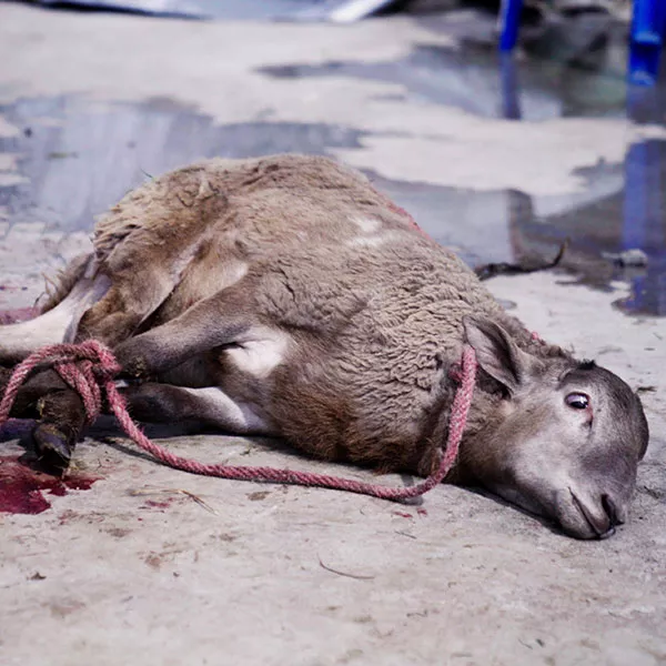 Foto de la investigación de Igualdad Animal en México en las matanzas ilegales que se realizan en las casas y mataderos clandestinos. Aparece un cordero atados de todas las patas, tirado en el suelo con ojos de pánico. 