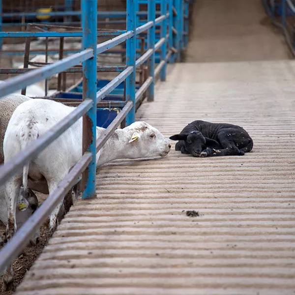 Foto de la investigación de Igualdad Animal en México en las matanzas ilegales que se realizan en las casas y mataderos clandestinos. Aparece una cría de cordero de color negro en un pasillo exterior tumbada sola mientras un cordero adulto intenta acercar su cara a ella a través de barrotes. 