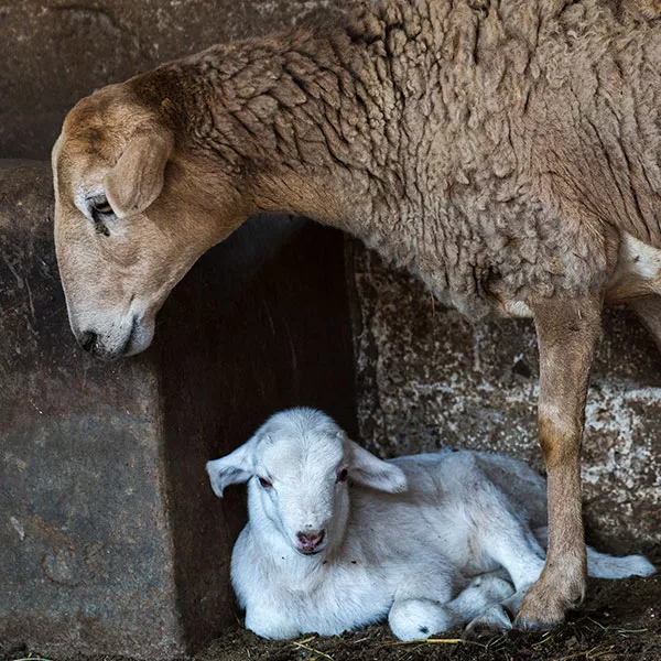 Foto de la investigación de Igualdad Animal en México en las matanzas ilegales que se realizan en las casas y mataderos clandestinos. Aparece un cordero cría blanco tumbado en el suelo y su madre de pié a su lado. 