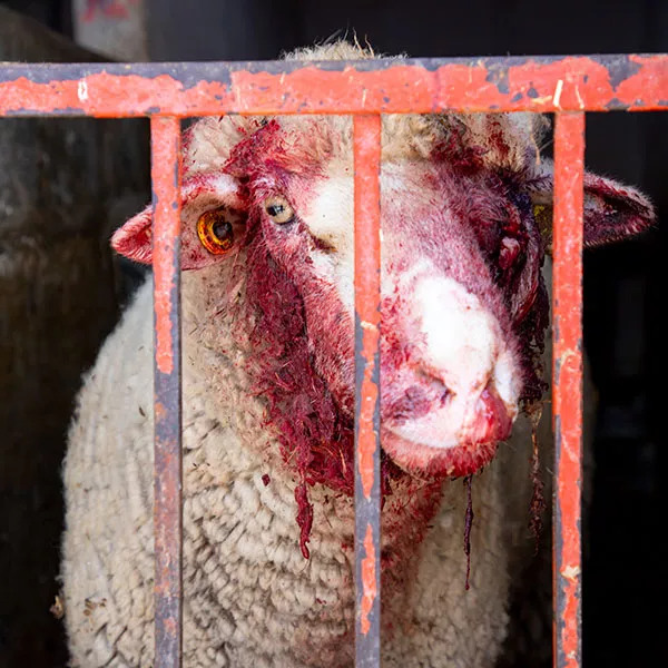 Foto de la investigación de Igualdad Animal en México en las matanzas ilegales que se realizan en las casas. Aparece un cordero mirando triste a través de una valla con la cara llena de sangre. 