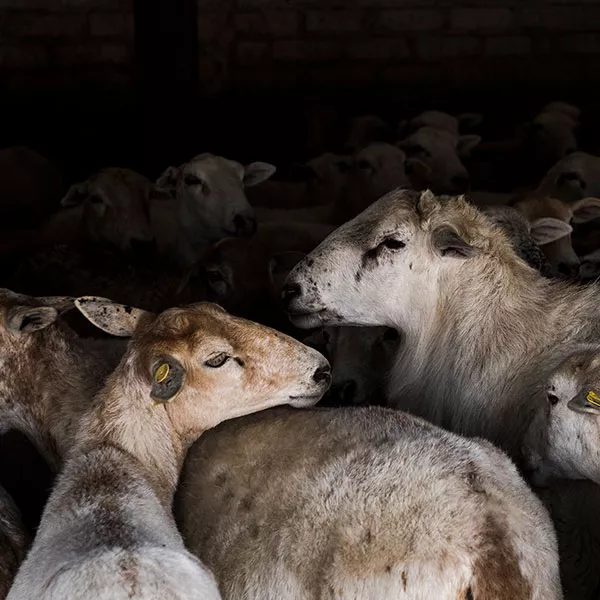 Foto de la investigación de Igualdad Animal en México en las matanzas ilegales que se realizan en las casas. Corderos juntos en un habitáculo oscuro.