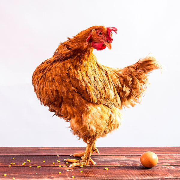 logo Animal Equality