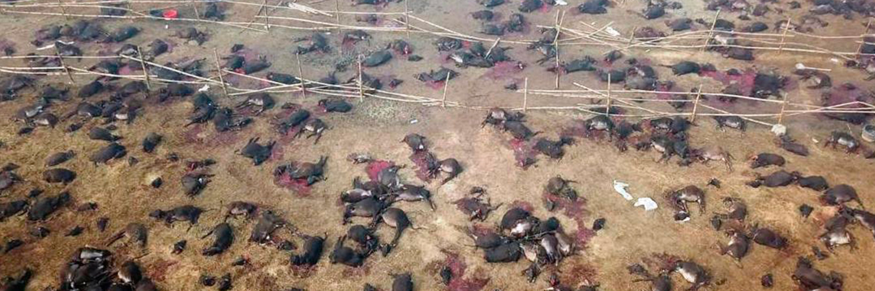 Imagen tomada con dron por igualdad Animal en la que se ven cuerpos sin vida de animales que han sido matados por el festival Gadhi Mail de la India.