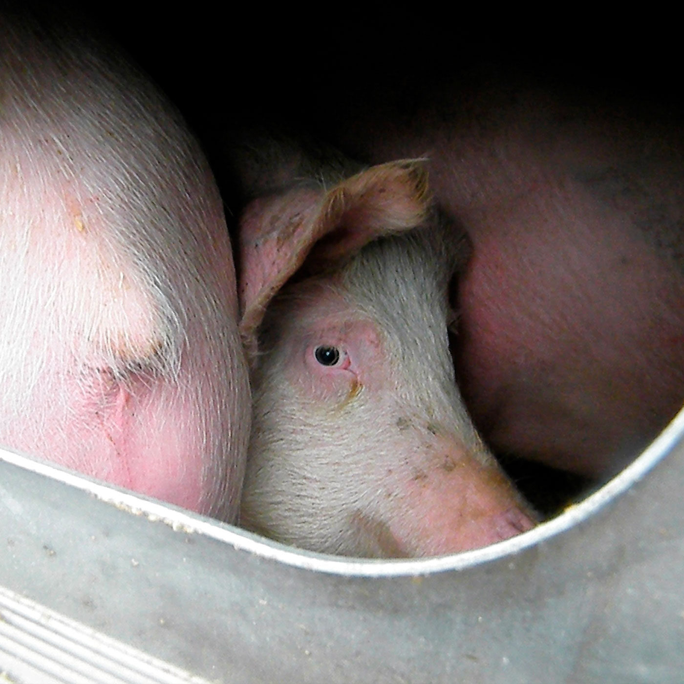 logo Animal Equality