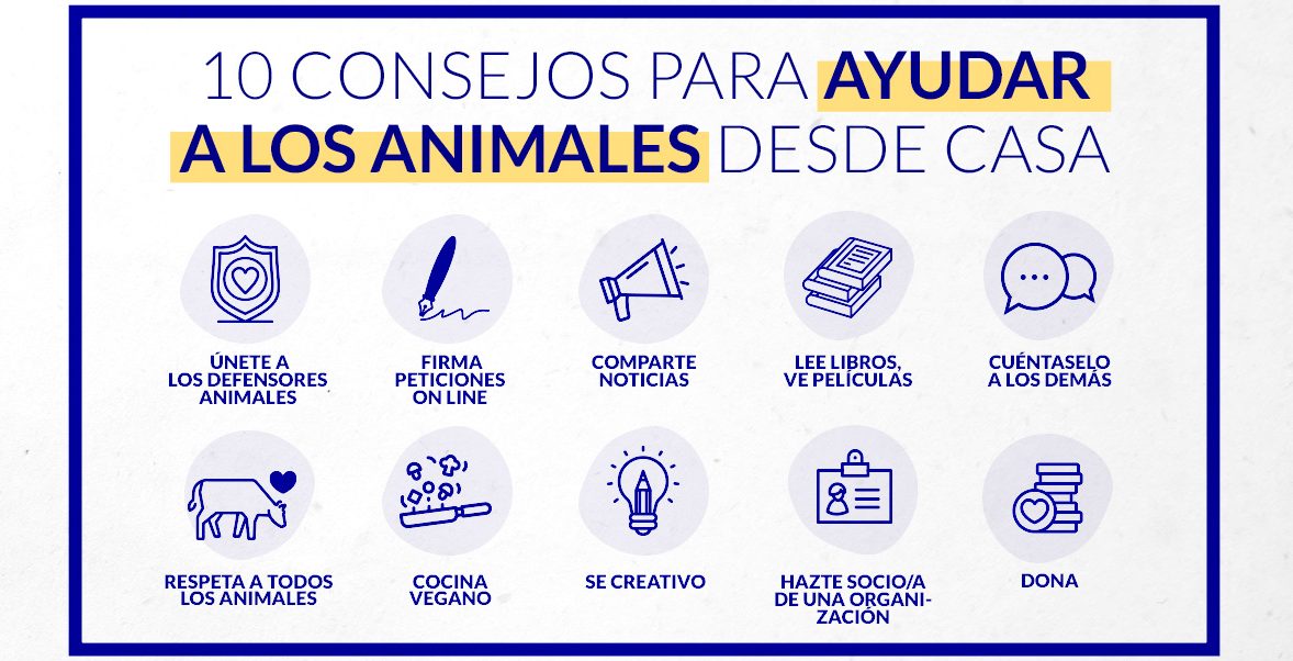10 Formas De Apoyar A Los Animales En Cuarentena