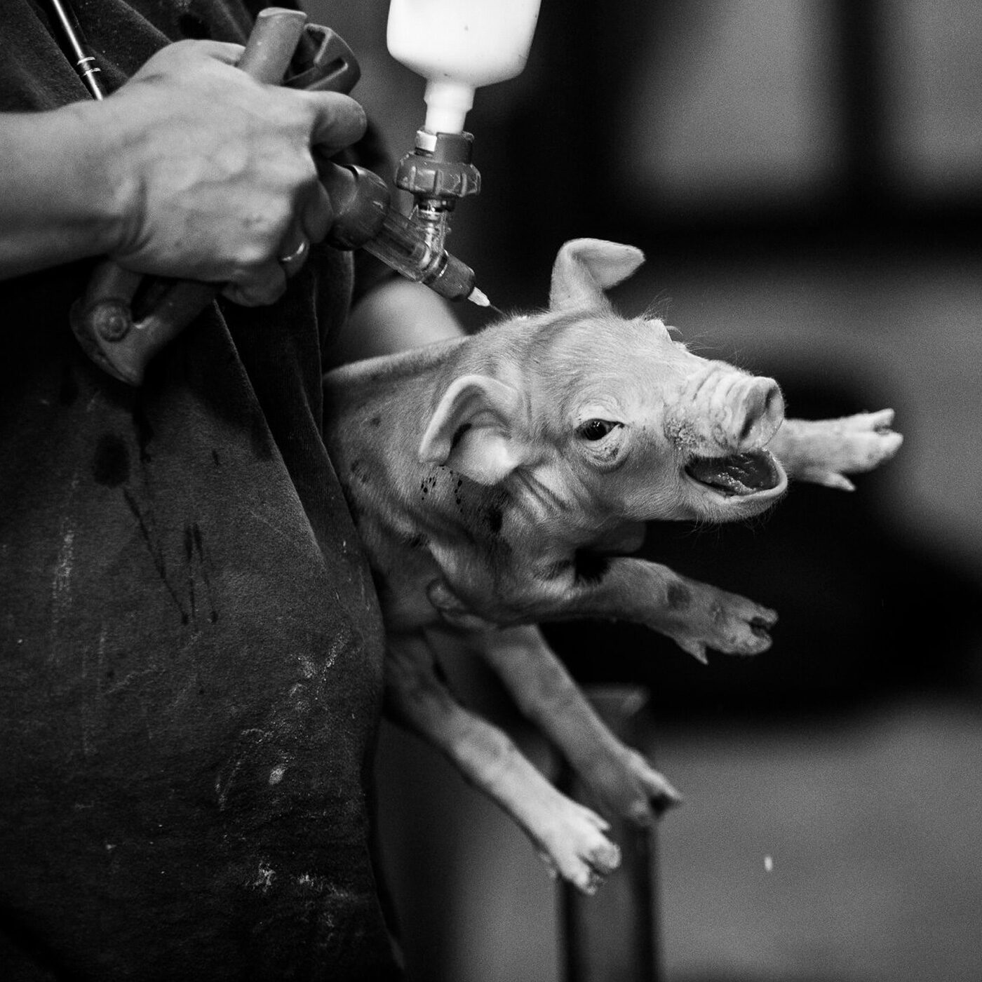 logo Animal Equality