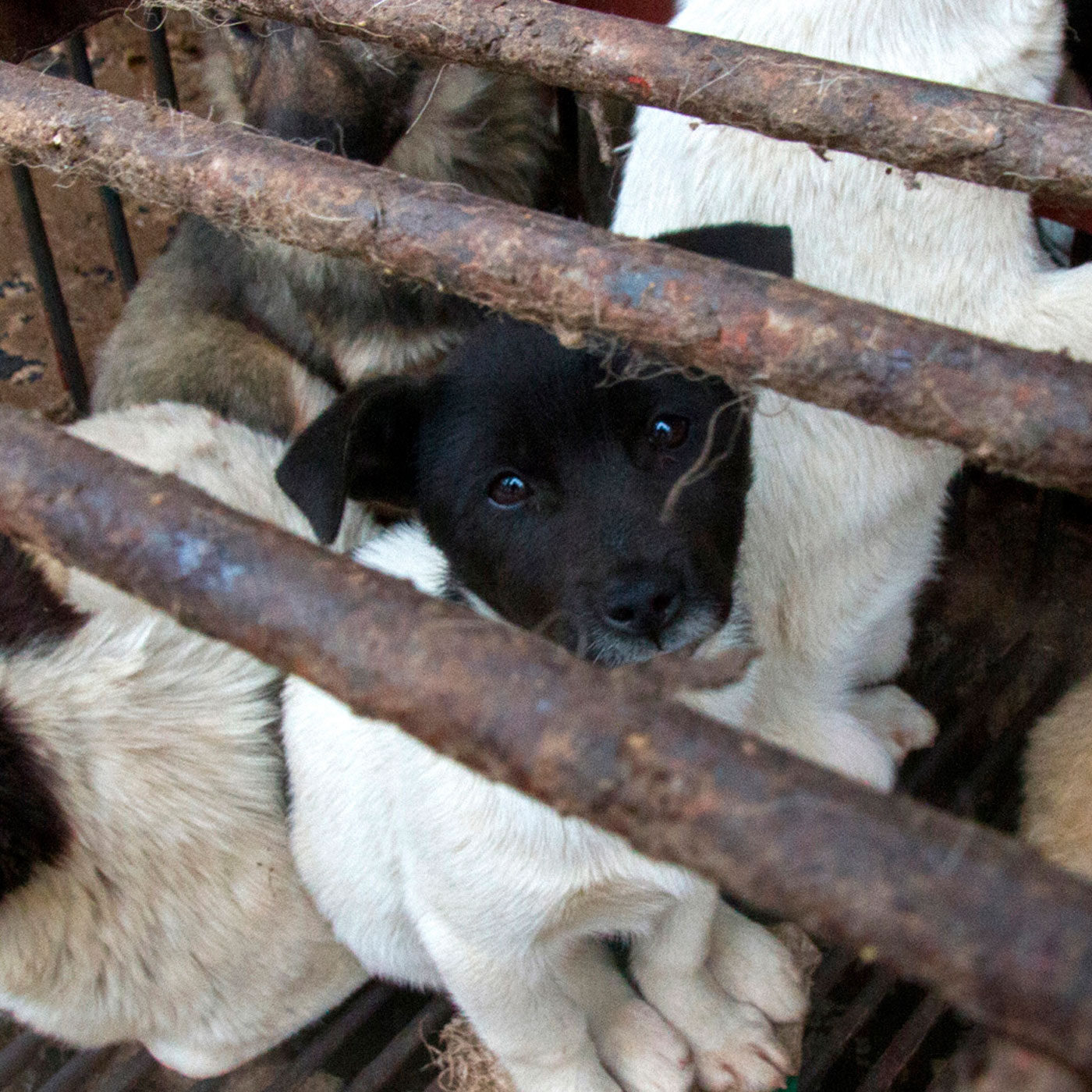 logo Animal Equality