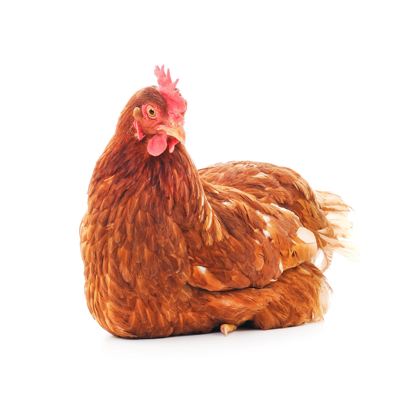 logo Animal Equality