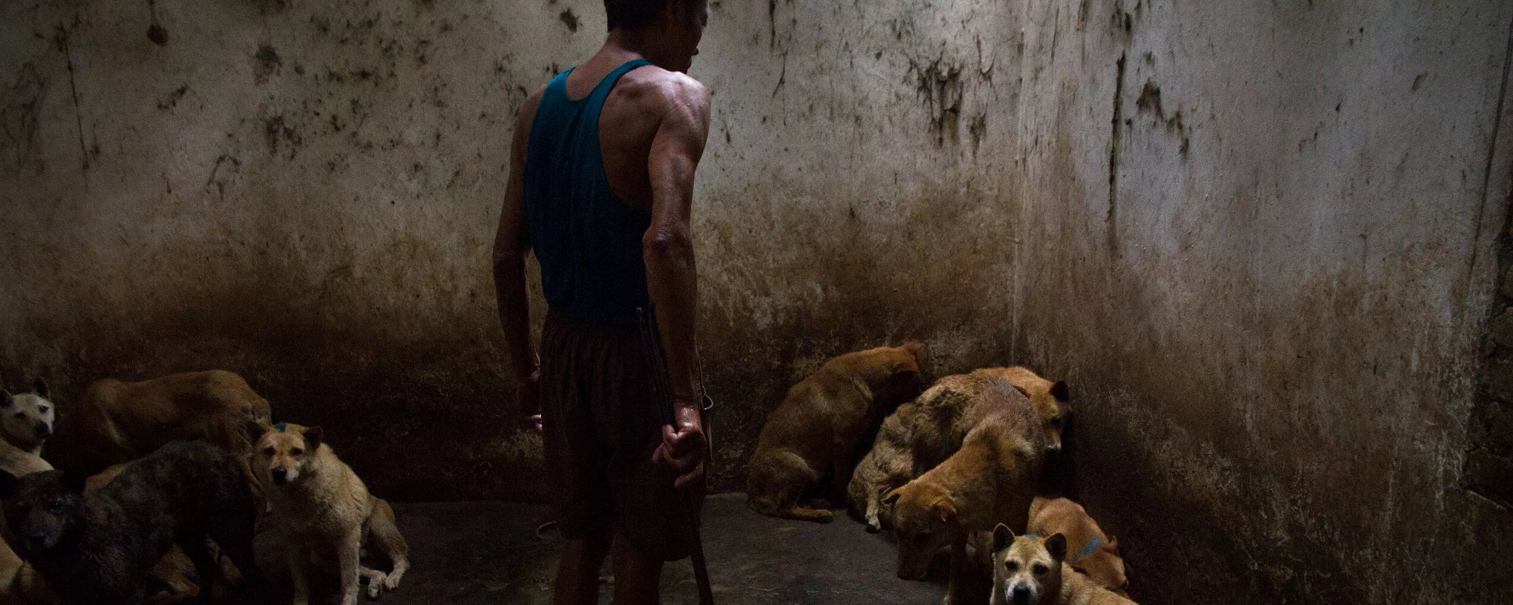 Matarife de perros en China, amenaza a varios perros en una sala oscura