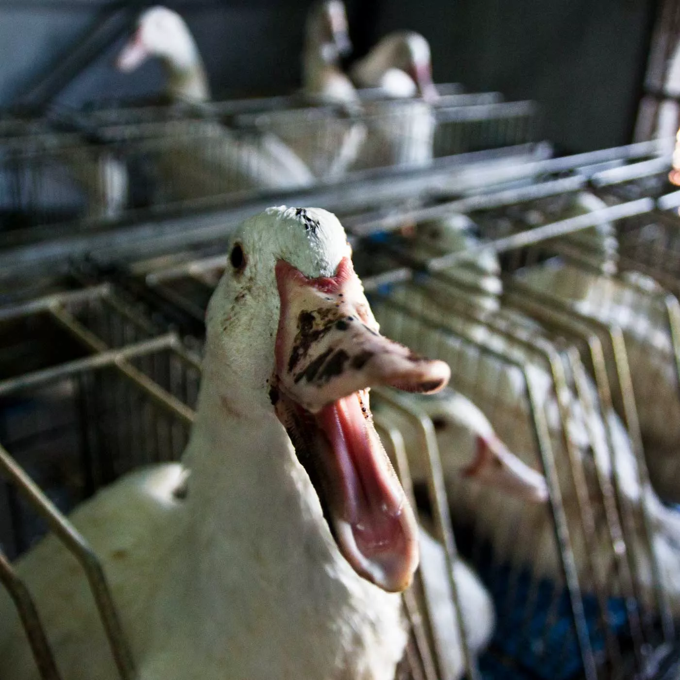Pato enjaulada en jaulas individuales para la producción de foie gras grita 