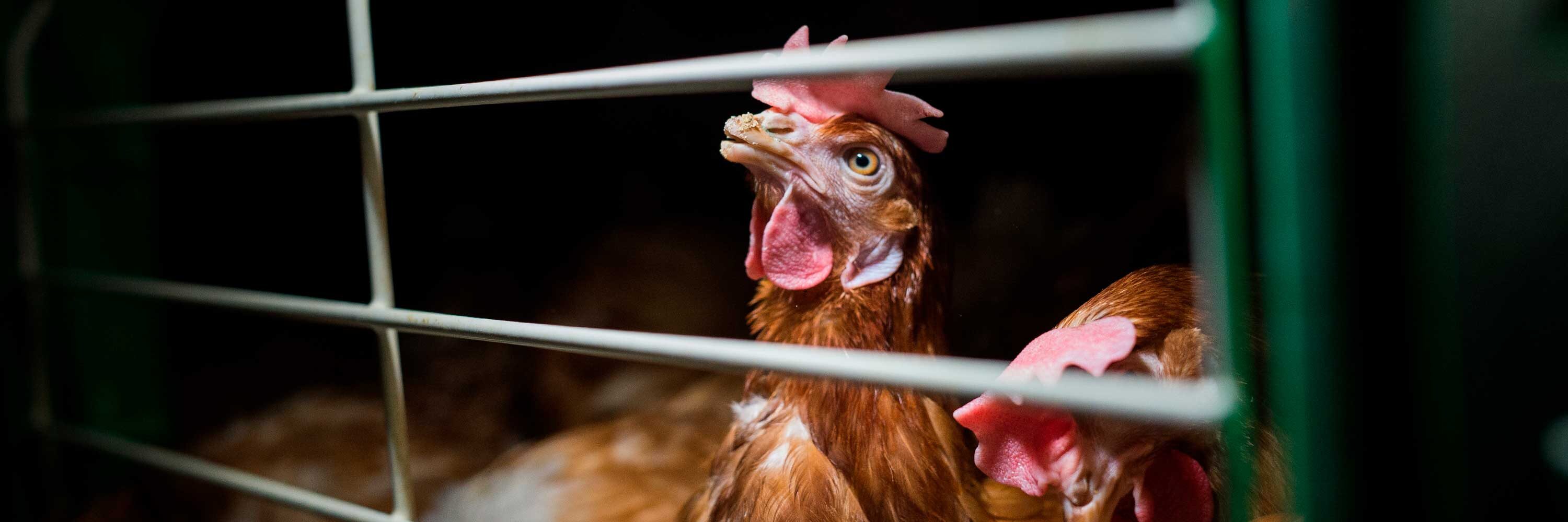 La Organización Mundial de Sanidad Animal tiene que posicionarse contra las jaulas La Organización Mundial de Sanidad Animal tiene que posicionarse contra las jaulas
